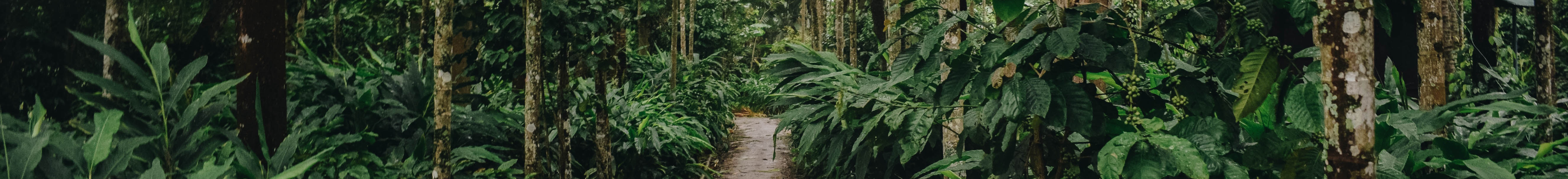 Banner for a road in the forest