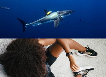 Image of shark with tracking device and person wearing smartwatch