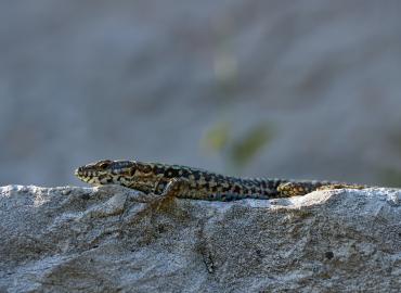 lizard lounging on a stone in the sun